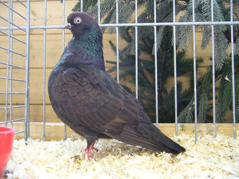 Kreisschau Coesfeld 2008 241.jpg - Portogiesische Tümmler kite Waldemar Mielsch Preis V97 LVEJ